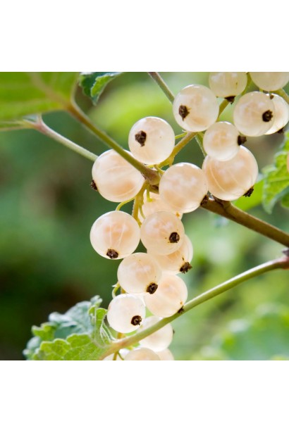 Плоды смородины белой пандоры.